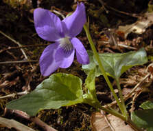 Image of common dog-violet