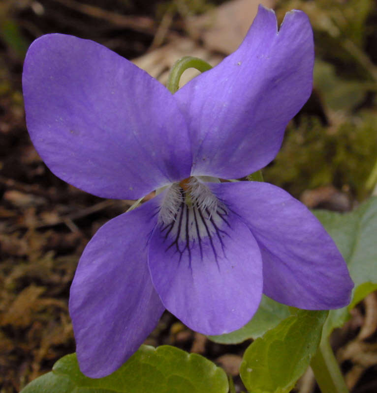 Image of common dog-violet