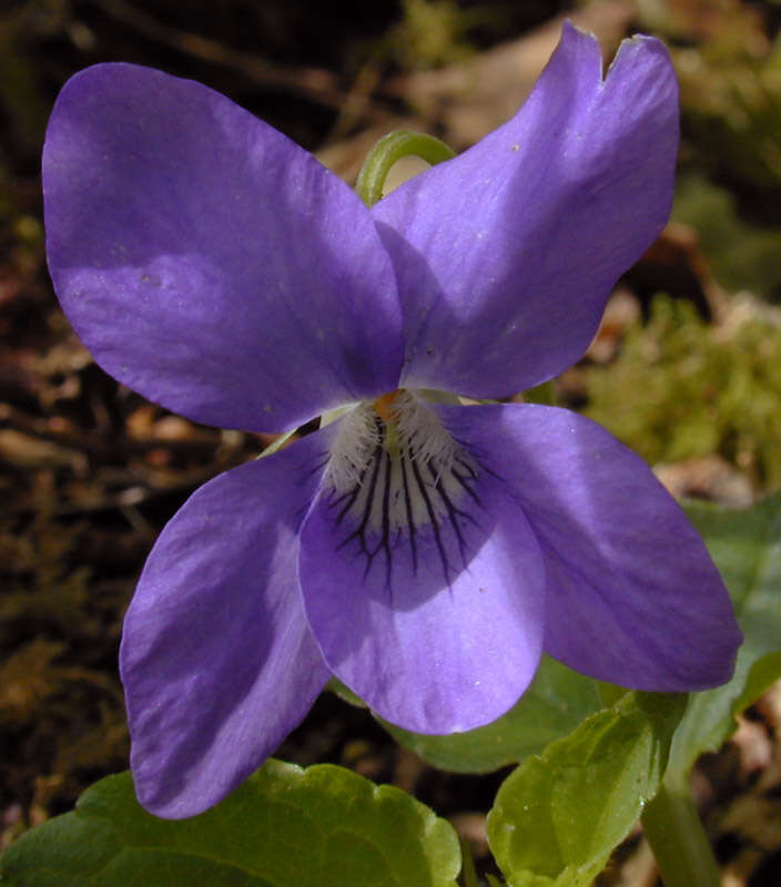 Image of common dog-violet