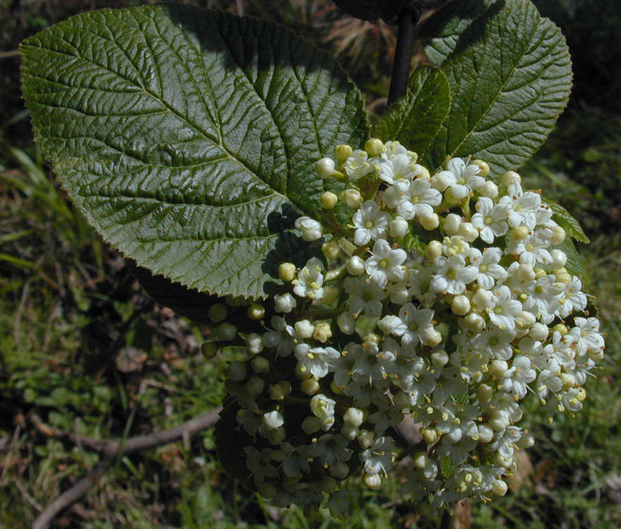 Image of Wayfaring-tree