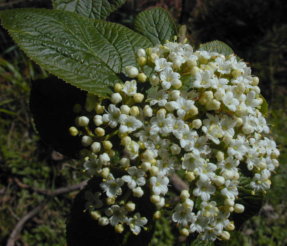 Image of Wayfaring-tree