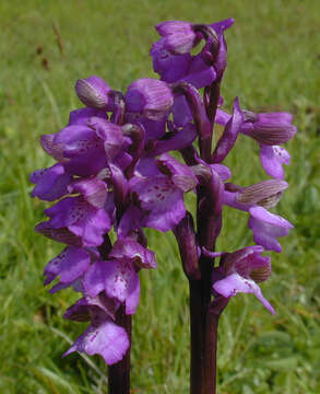 Image of Green-winged Orchid