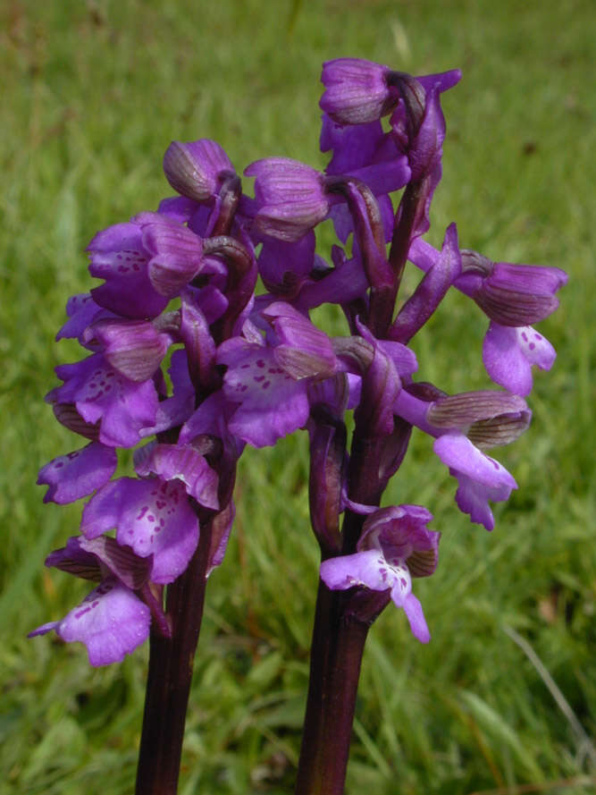 Image of Green-winged Orchid