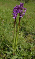 Image of Green-winged Orchid