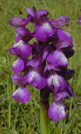 Image of Green-winged Orchid