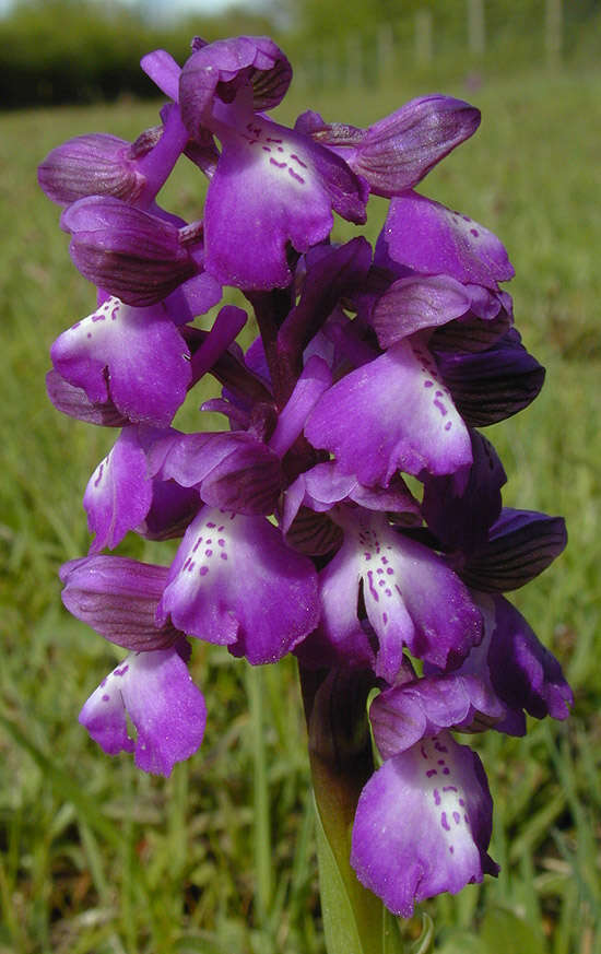 Image of Green-winged Orchid