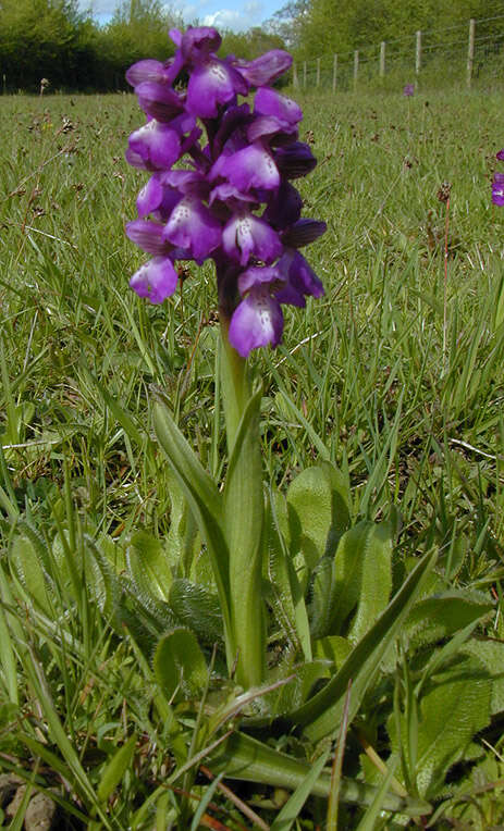 Image of Green-winged Orchid