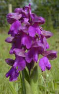 Image of Green-winged Orchid