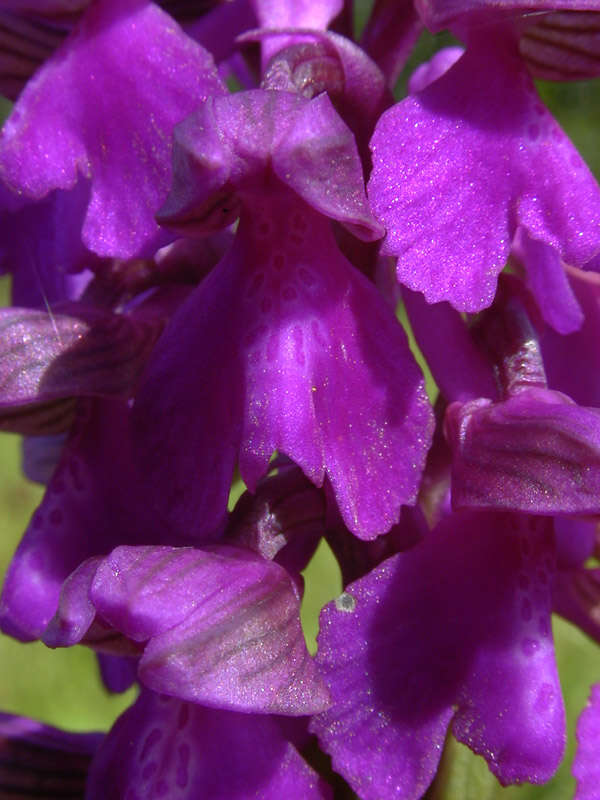 Image of Green-winged Orchid