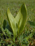 Слика од Ophioglossum vulgatum L.