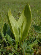 Слика од Ophioglossum vulgatum L.