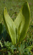 Слика од Ophioglossum vulgatum L.