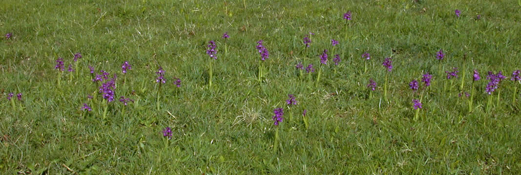 Image of Green-winged Orchid