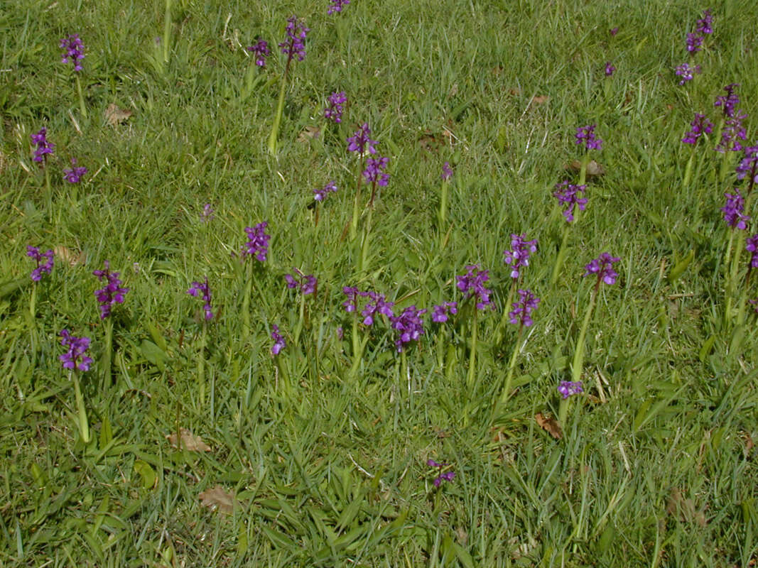 Image of Green-winged Orchid