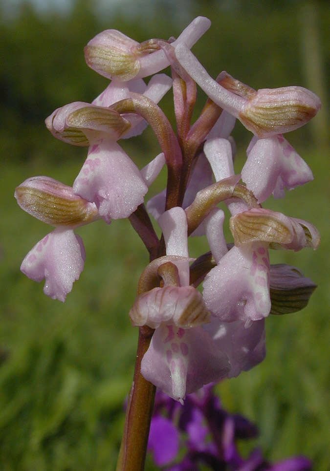 Image of Green-winged Orchid