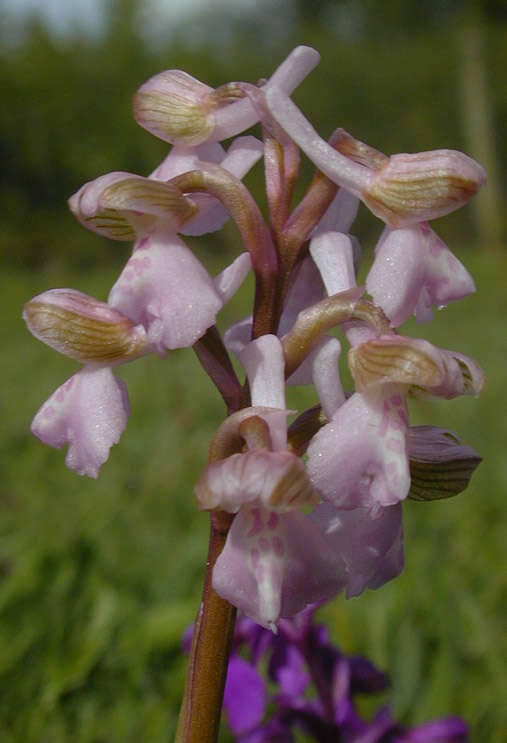 Image of Green-winged Orchid