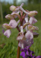 Image of Green-winged Orchid