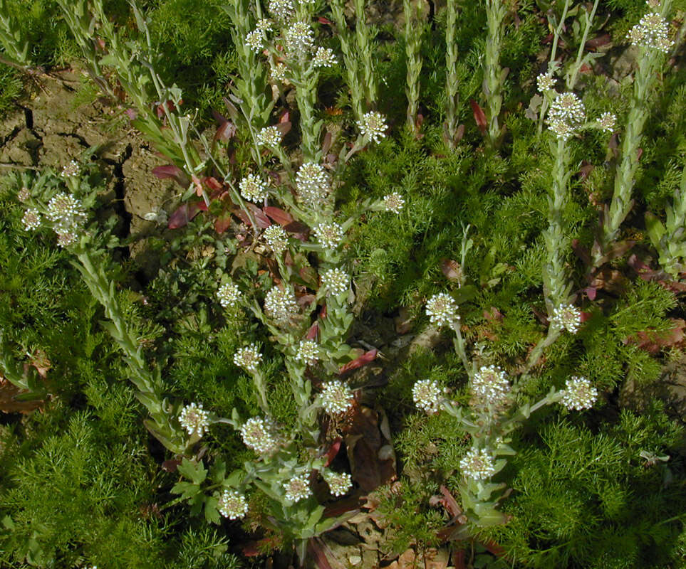 Image of field pepperweed