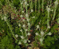 Image of field pepperweed