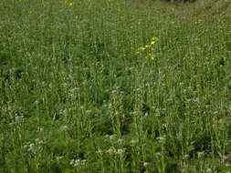 Image of field pepperweed