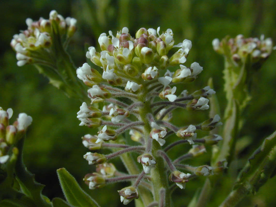 Image of field pepperweed