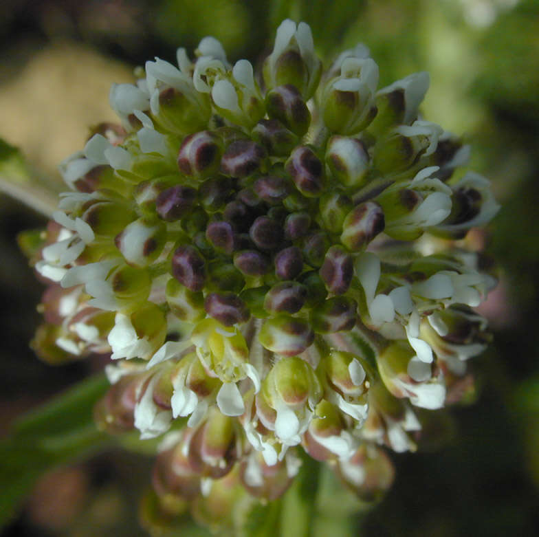 Image of field pepperweed