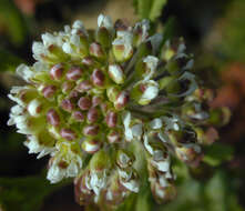 Image of field pepperweed