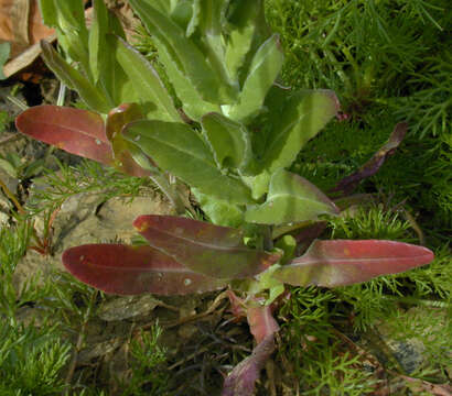 Image of field pepperweed