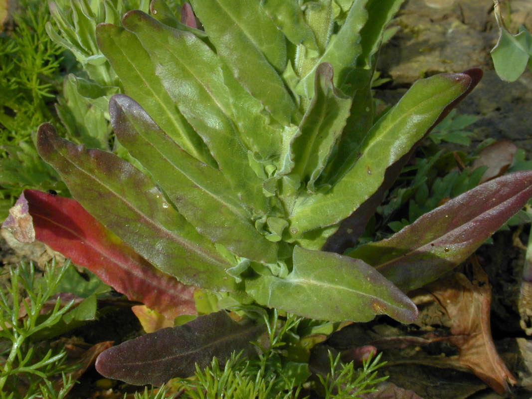 Image of field pepperweed