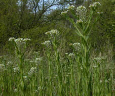 Image of field pepperweed