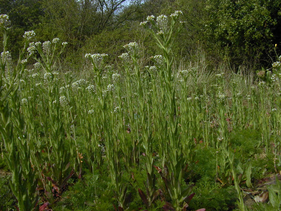 Image of field pepperweed