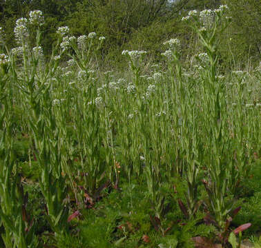 Image of field pepperweed