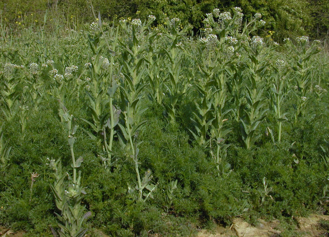 Image of field pepperweed