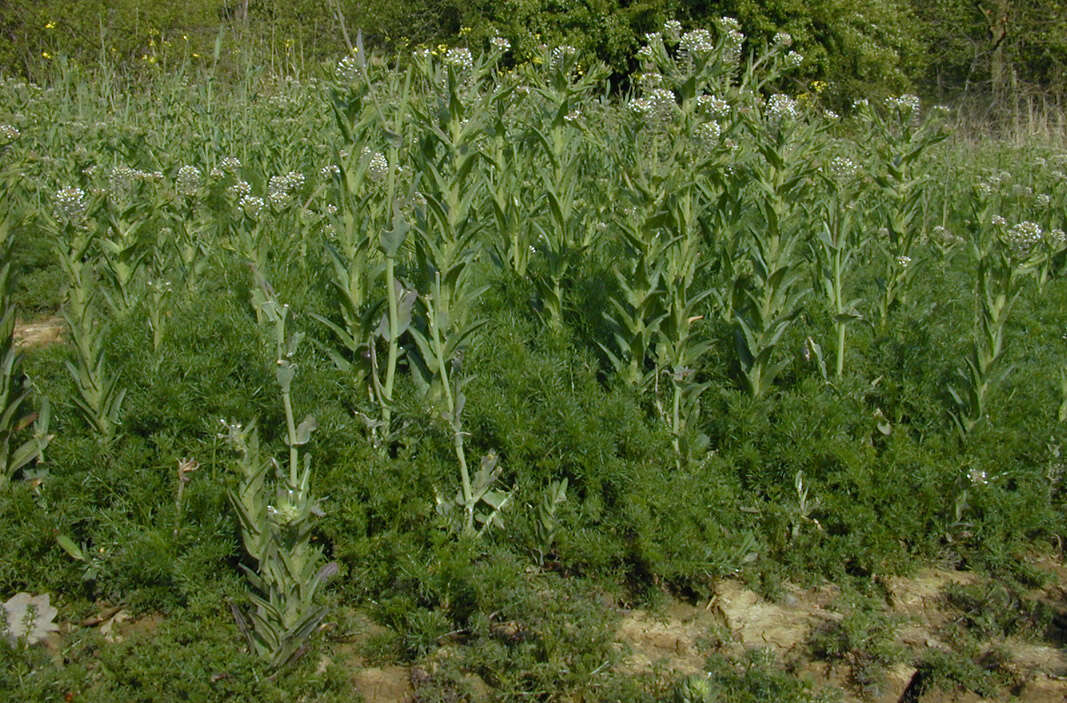 Image of field pepperweed