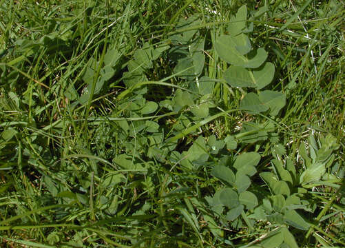 Image of licorice milkvetch