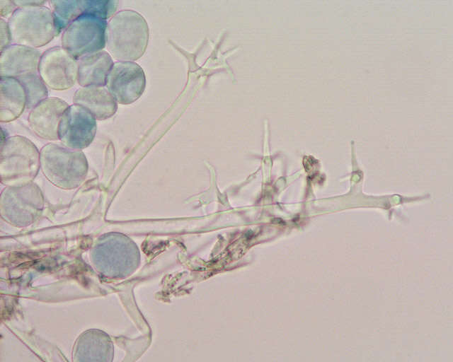 Image of Plasmopara chaerophylli