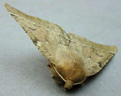 Image of scalloped hazel