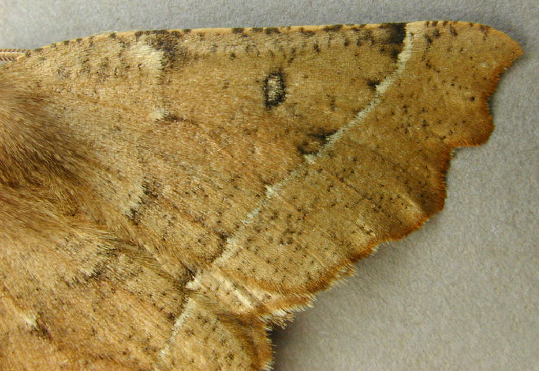 Image of scalloped hazel