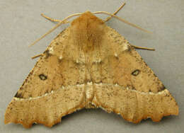 Image of scalloped hazel