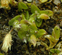 Image of fivestamen chickweed