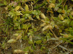 Image of fivestamen chickweed