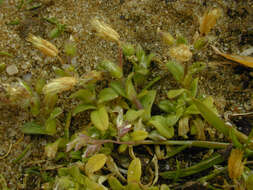 Image of fivestamen chickweed