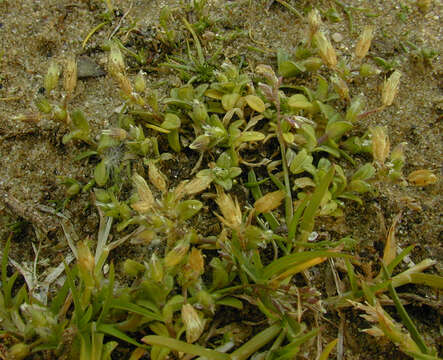 Image of fivestamen chickweed