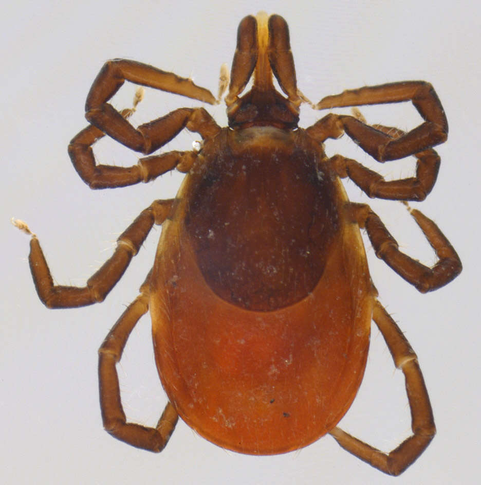 Image of Common sheep tick