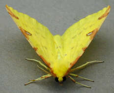 Image of brimstone moth