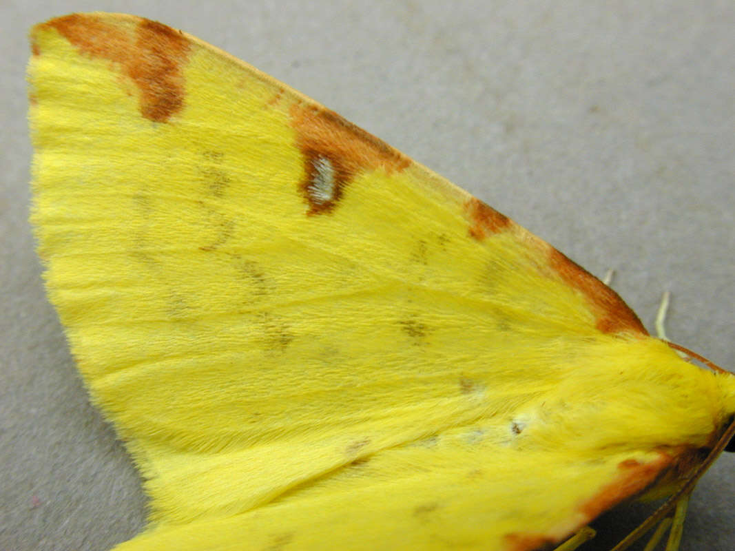 Image of brimstone moth