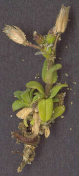 Image of fivestamen chickweed