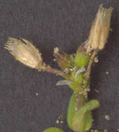 Image of fivestamen chickweed