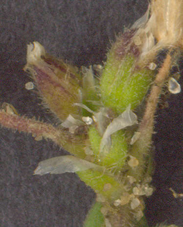 Image of fivestamen chickweed