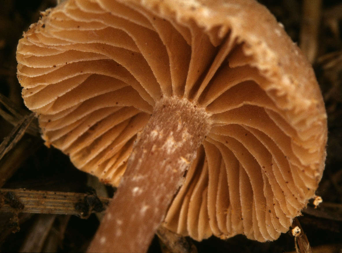 Image of Tubaria pallidispora J. E. Lange 1940